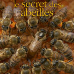 Dans le secret des abeilles